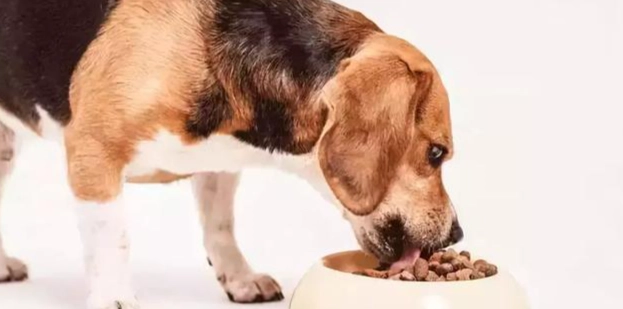 狗狗糖尿病飲食 狗狗糖尿病飲食