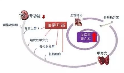 鈣磷比例 鈣磷比例