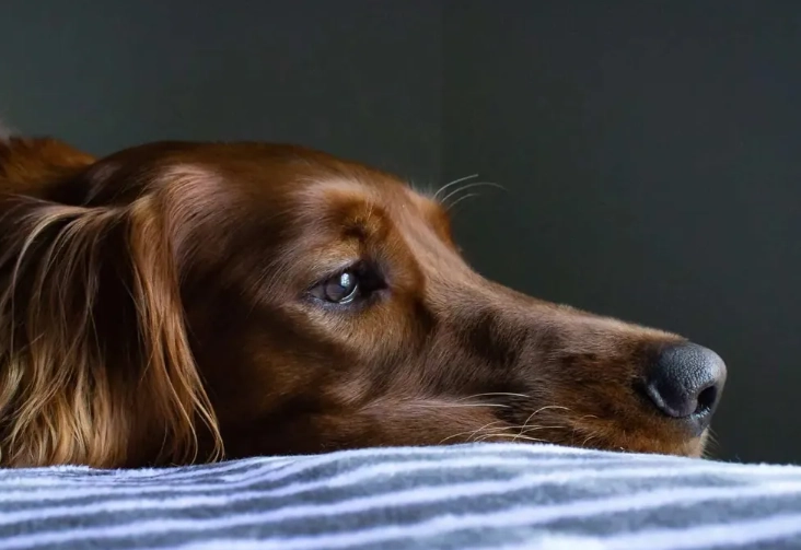 狗尿失禁 狗尿失禁