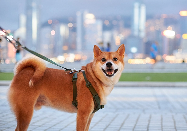 狗狗一直尿尿原因 狗狗一直尿尿原因