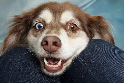 老狗排尿频率 老狗排尿频率