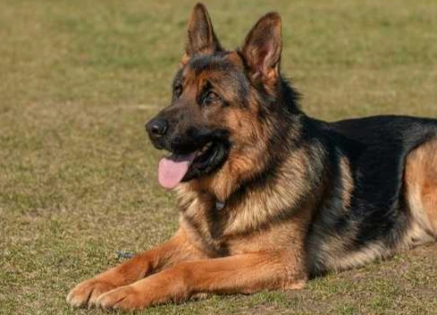 德國狼犬性格 德國狼犬性格