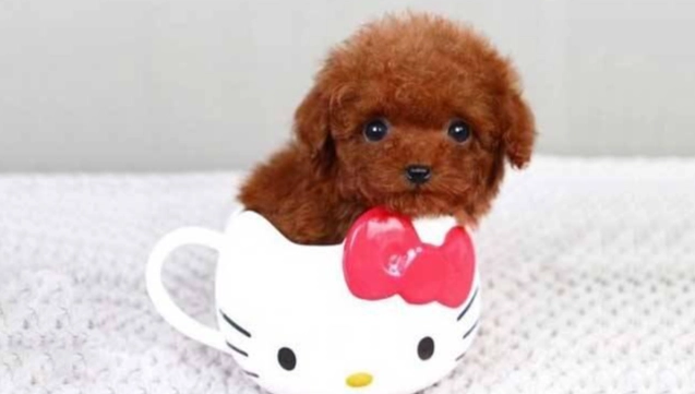 茶杯犬飼養 茶杯犬飼養