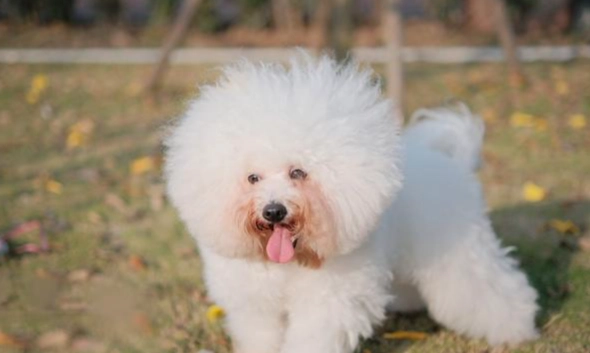 比熊犬智力 比熊犬智力