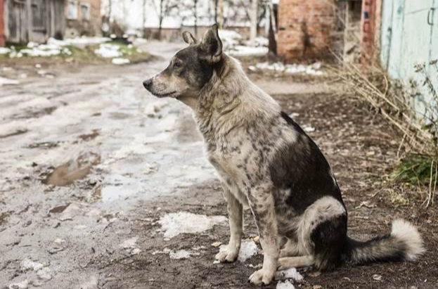 犬乳腺瘤破裂症狀 犬乳腺瘤破裂症狀