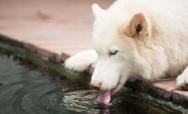 高齡犬飲水 高齡犬飲水
