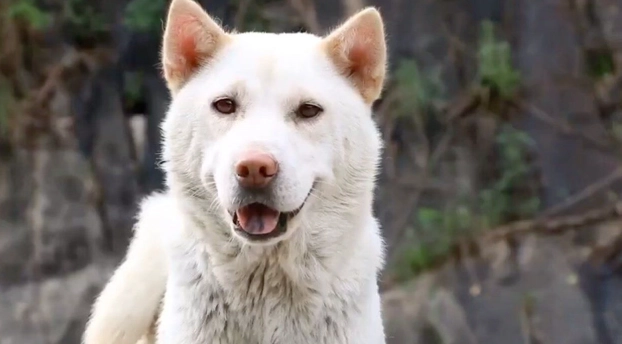德國牧羊犬護衛 德國牧羊犬護衛