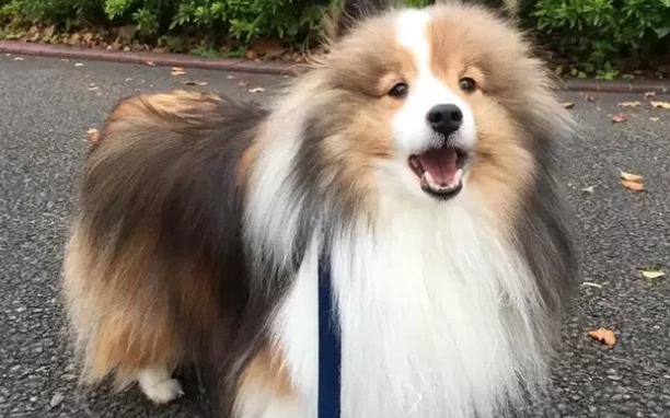 喜樂蒂牧羊犬壽命 喜樂蒂牧羊犬壽命