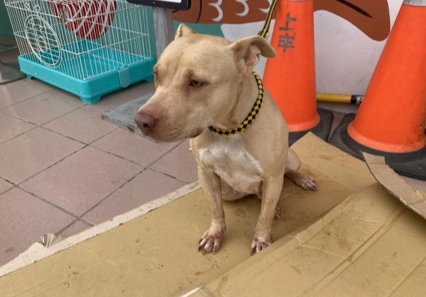 禁養犬種列表 禁養犬種列表