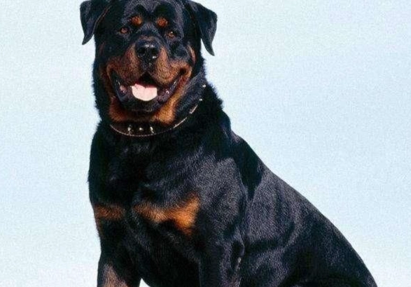 羅威納犬平均壽命 羅威納犬平均壽命