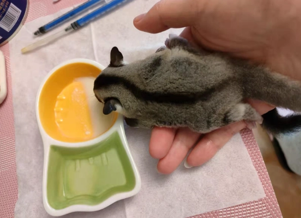 幼蜜袋鼯飼養 幼蜜袋鼯飼養