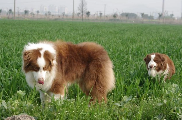 迷你美國牧羊犬飼養 迷你美國牧羊犬飼養