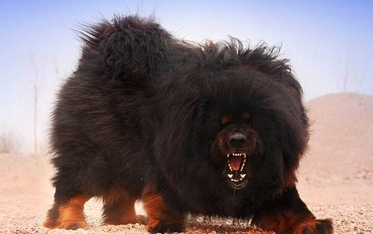 危險犬隻法規 危險犬隻法規