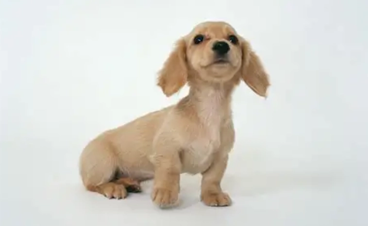 臘腸犬飼養
