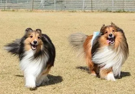 喜樂蒂牧羊犬壽命 喜樂蒂牧羊犬壽命