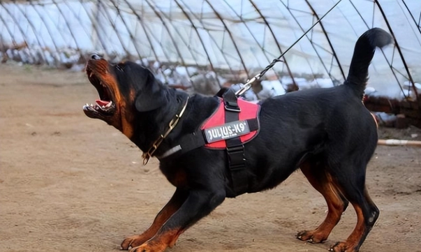 罗威纳犬优缺点 罗威纳犬优缺点