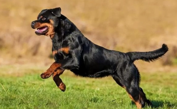 延長羅威納犬壽命 延長羅威納犬壽命