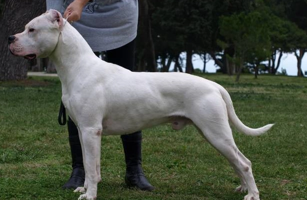 危險犬隻法規 危險犬隻法規