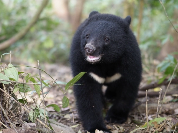 禁養動物清單 禁養動物清單