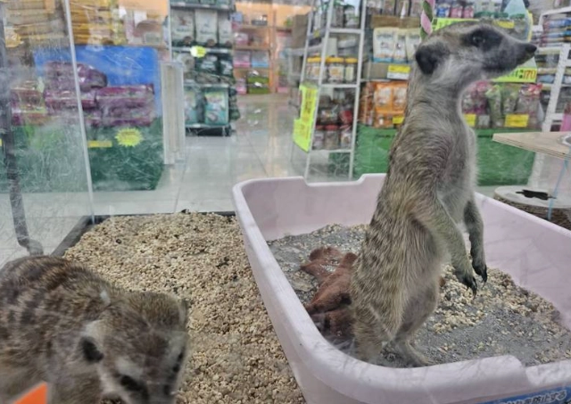 禁止飼養動物列表 禁止飼養動物列表