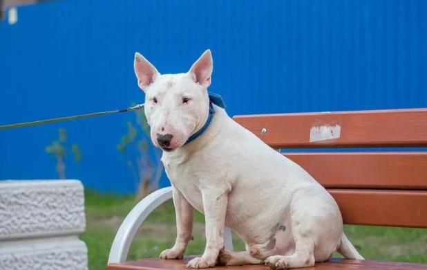 凶猛犬種 凶猛犬種