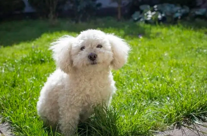 比熊犬平均壽命 比熊犬平均壽命