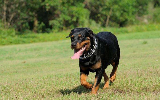 禁養犬種列表 禁養犬種列表