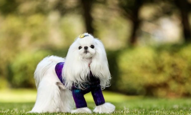 小型犬推薦 小型犬推薦