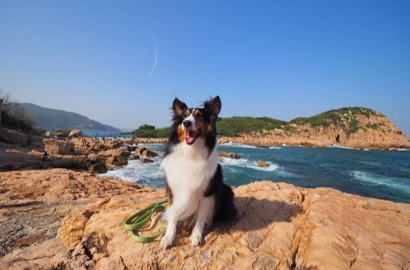 澳洲牧羊犬飼養 澳洲牧羊犬飼養