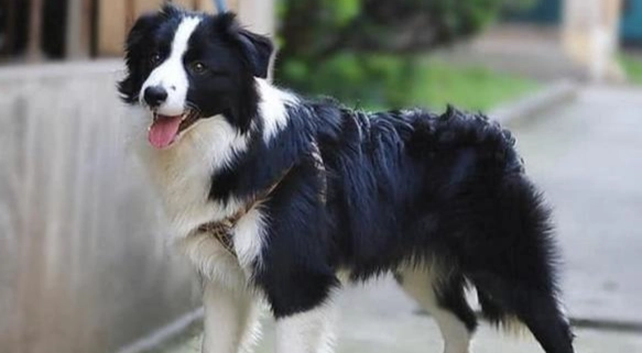 台灣看門犬 台灣看門犬