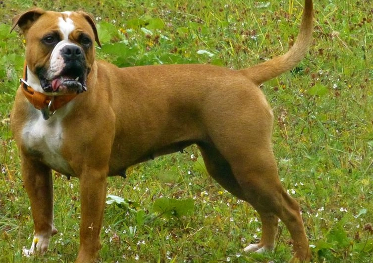 禁養犬種列表 禁養犬種列表