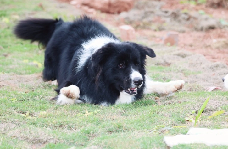澳洲牧羊犬飼養 澳洲牧羊犬飼養