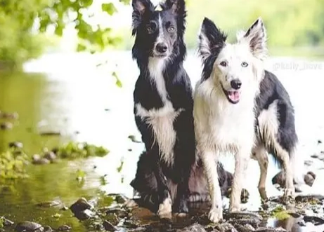 美國牧羊犬飼養 美國牧羊犬飼養