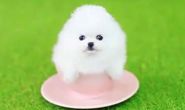 茶杯犬健康問題 茶杯犬健康問題