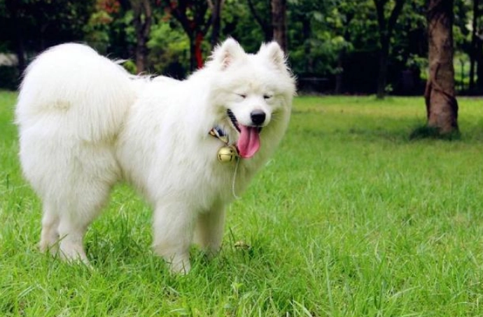 溫馴犬種推薦 溫馴犬種推薦