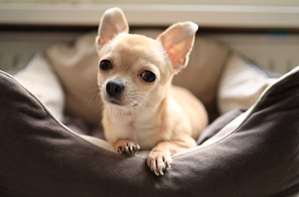 小型犬攻擊性 小型犬攻擊性