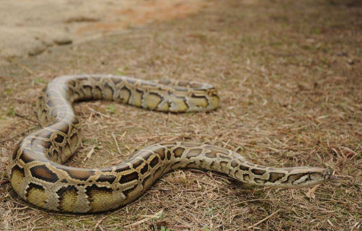 禁止飼養動物種類 禁止飼養動物種類