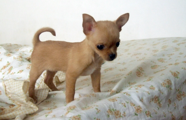 小型犬攻擊性 小型犬攻擊性