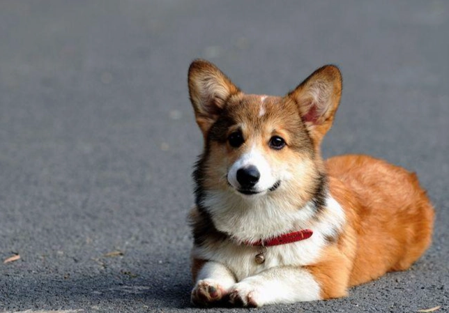 柯基牧牛犬 柯基牧牛犬