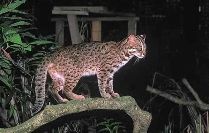 禁止飼養寵物法律 禁止飼養寵物法律