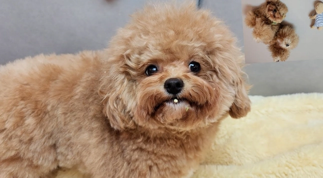 玩具貴賓犬缺點 玩具貴賓犬缺點