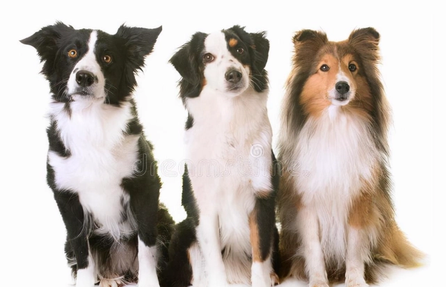 迷你美國牧羊犬飼養 迷你美國牧羊犬飼養