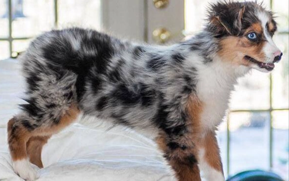 迷你美國牧羊犬品種 迷你美國牧羊犬品種