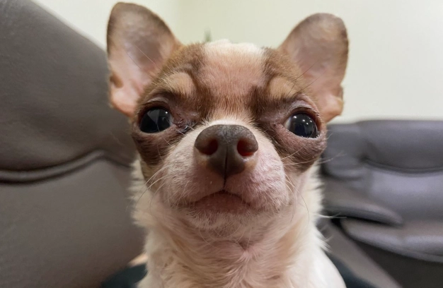 小型犬攻擊性 小型犬攻擊性