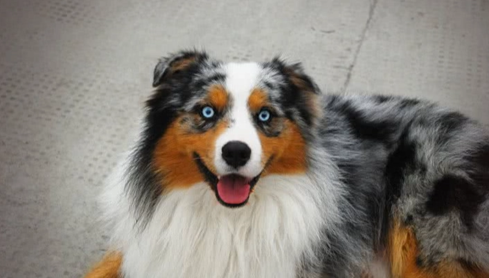 迷你澳洲牧羊犬飼養 迷你澳洲牧羊犬飼養