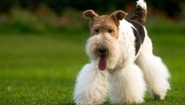 剛毛獵狐梗犬 性格 剛毛獵狐梗犬 性格