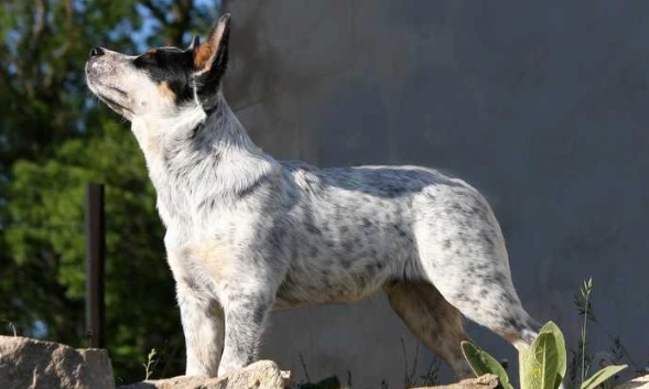 台灣牧牛犬訓練 台灣牧牛犬訓練