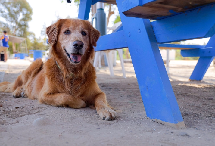犬水腎治療 犬水腎治療
