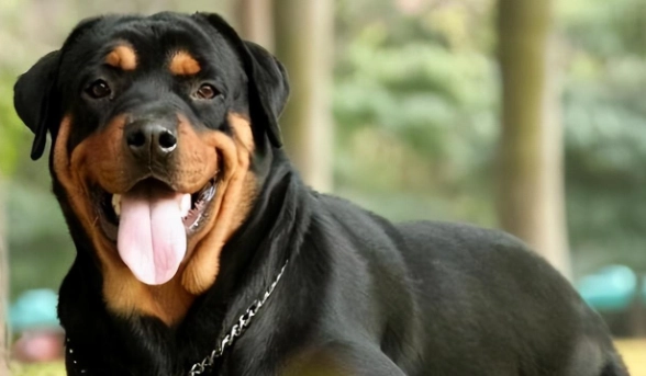 罗威纳犬性格 罗威纳犬性格