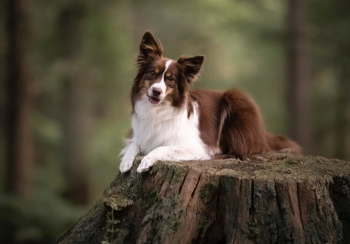迷你美國牧羊犬品種 迷你美國牧羊犬品種